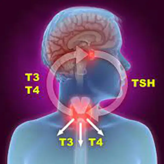 Total Triiodothyronine T3